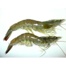 Shrimp aquaculture probiotic